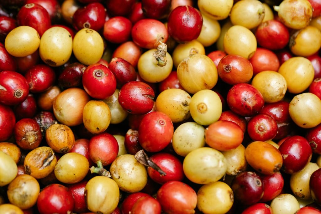 Top view heap of small rounded ripe coffee berries with red and yellow colors placed together during harvesting season in countryside
